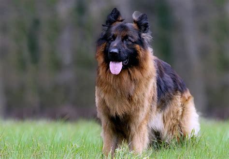 Berger Allemand 的图像结果