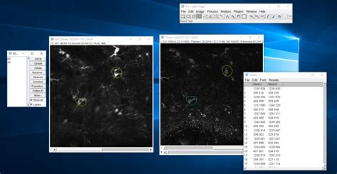 Image result for Measuring Fluorescence Intensity ImageJ