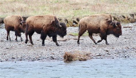 Image result for How to Draw Animals