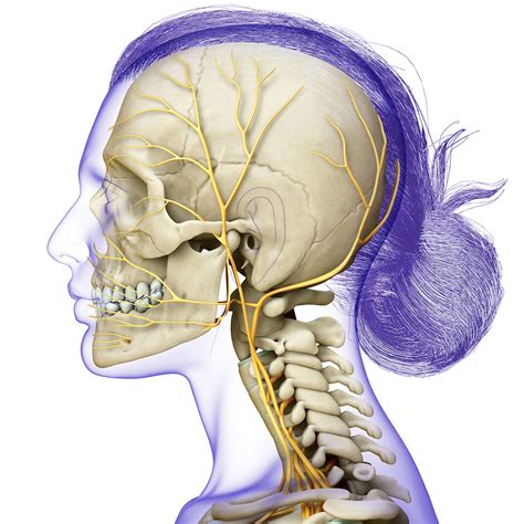 Occipital Neuralgia: A Common Cause of Headache