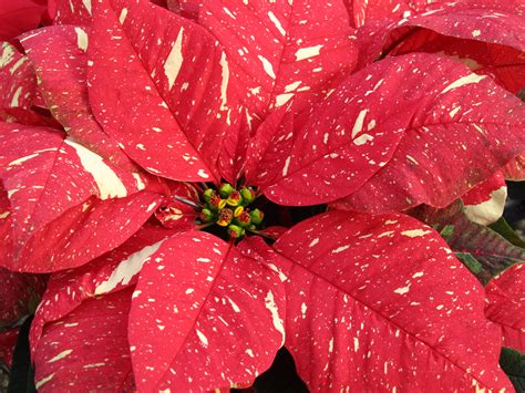 new poinsettia varieties
