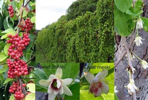 Schisandra chinensis (vitalberry) - agaclar.net