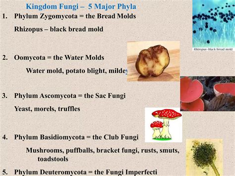 Rhizopus | PPTX