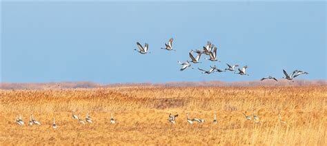 黑龙江大庆：鸟儿回归舞湿地-人民图片网