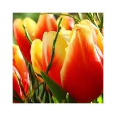 significato fiori tulipani significato dei tulipani significato fiori la magia di significato fiori tulipani significato dei tulipani significato fiori la magia di