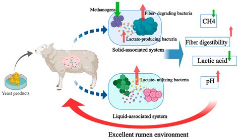 Yeast Products Mediated Ruminal Subenvironmental Microbiota, and Abnormal Metabolites and ...