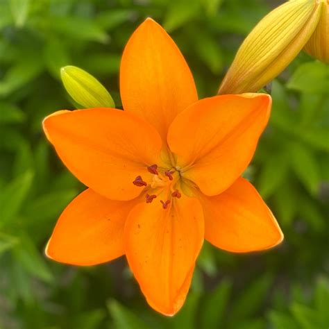 Lilies – Lilyfields Hakatere