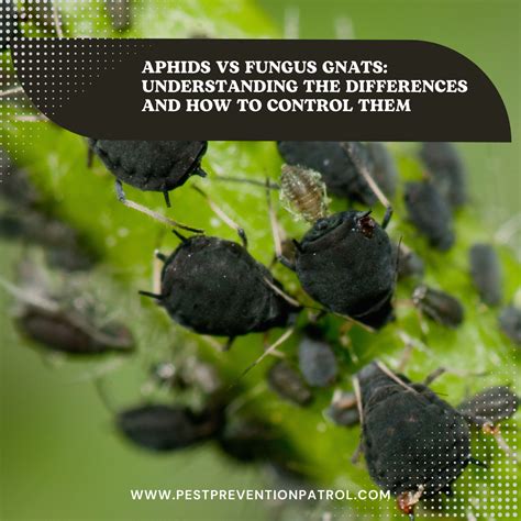 Aphids vs Fungus Gnats: Understanding the Differences and How to ...