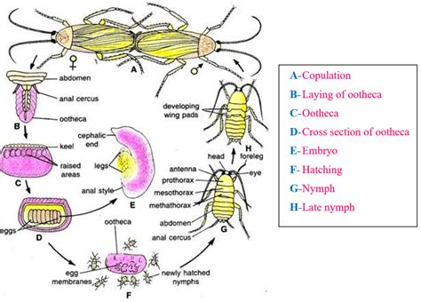 Reproduction in Cockroach 的图像结果