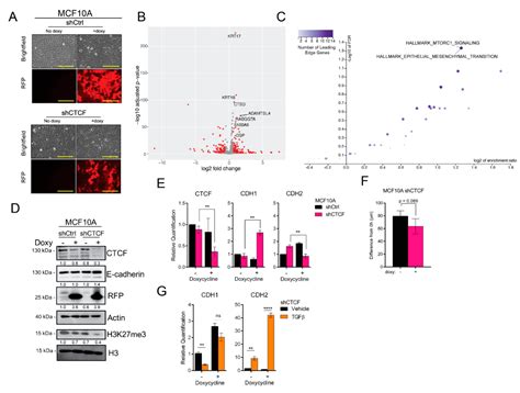 CTCF Expression and Dynamic Motif Accessibility Modulates Epithelial ...
