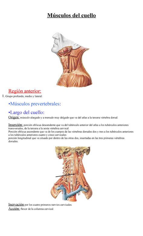 Músculos del cuello - Resumen temario Universidad - Músculos del cuello ...