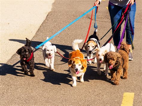 Why pet-sitting is now a trendy job in Singapore