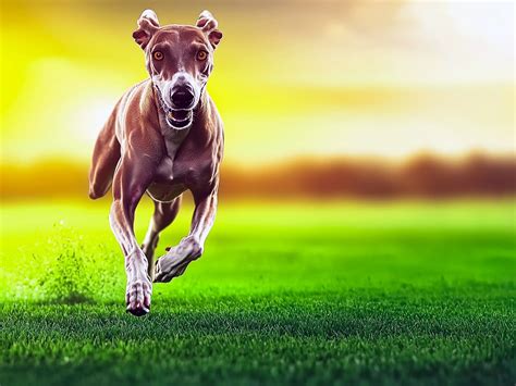 Top 10 Fastest Dog Breeds Ranked: Unbelievable Speed Stats