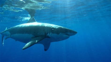 shark | Attacks, Types, & Facts | Britannica.com