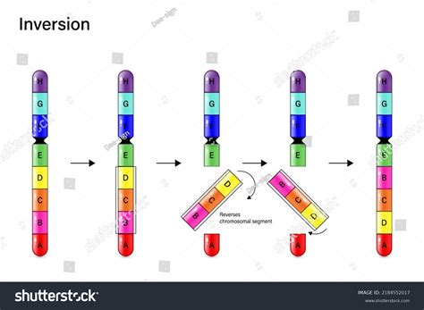 Chromosomal Mutation Inversion
