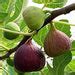 Buy Fig Tree, Anjeer Fruit, Common Fig Fruit - Plant online from ...