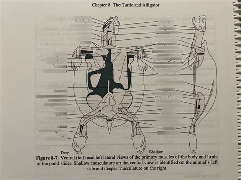 Image result for Turtle Shell Back Muscles