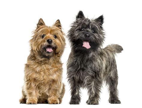 Cairn Terrier: Dog Breed Characteristics & Care