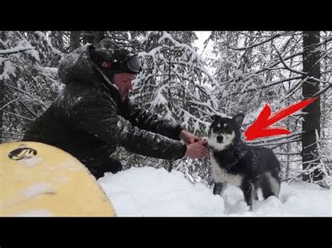 СПАС ЧУЖУЮ СОБАКУ ИЗ БРАКОНЬЕРСКОЙ ПЕТЛИ! ВЕЗДЕХОД НА ЗИМНЕЙ ОХОТЕ ...