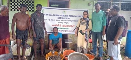 Harvesting of Etroplus suratensis from climate resilient culture based ...