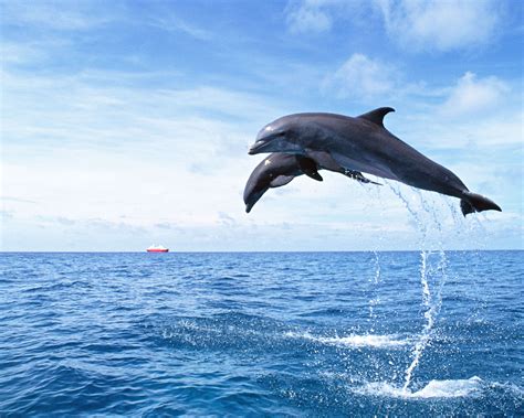 海豚图片-美丽的海豚在日落时从海浪中跳下素材-高清图片-摄影照片-寻图免费打包下载