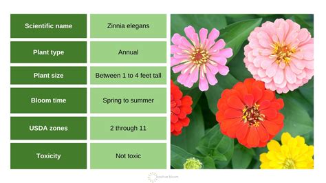 How Deep To Plant Zinnia Seeds For A Vibrant Summer Bloom