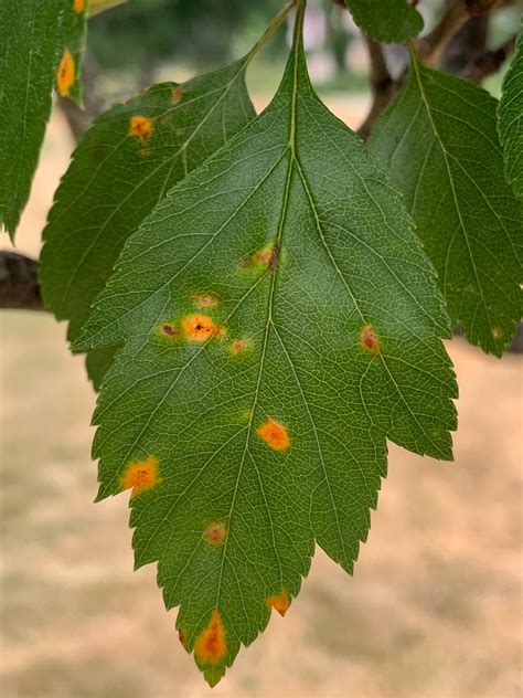 Landscape Message: June 26, 2020 : Center for Agriculture, Food, and ...