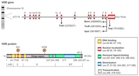 Vitamin D in Cancer Prevention and Treatment: A Review of ...