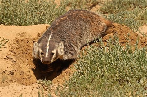 Animals Dig 的图像结果