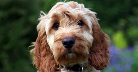 Image result for Cockapoo Animal
