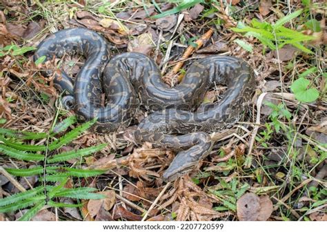 Image result for 50-Foot Python