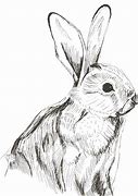 Image result for Spring Bunnies for Imbolc