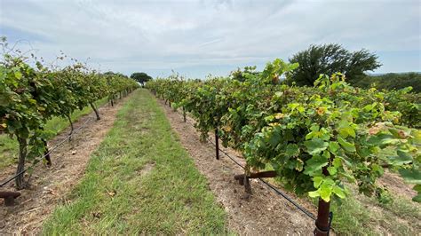 Valley Mills Vineyards a hidden gem just outside of Waco | kcentv.com