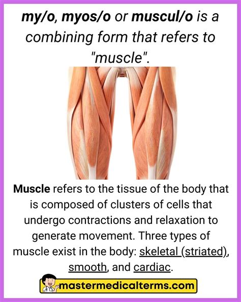 Common Word Roots for Muscular System - Master Medical Terms