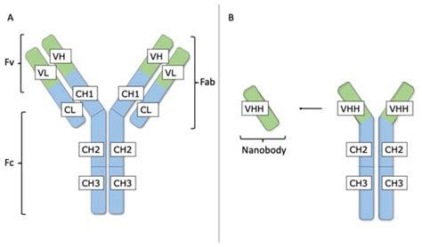 Therapeutic Nanobodies Targeting Cell Plasma Membrane Transport ...