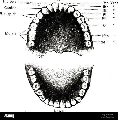 . Physiology, experimental and descriptive . TIME OF APPEARANCE7th ...