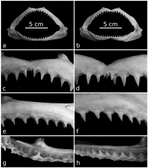 Dental Morphology, Palaeoecology and Palaeobiogeographic Significance ...