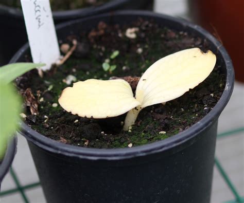 Plant Albinism In 2020 Plants Plant Leaves Roots