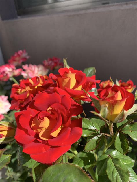 One of my favorite roses “ketchup and mustard” : r/gardening