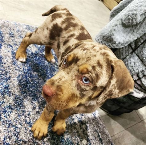 18 Catahoula Leopard Dog for Sale, Top Bloodline Catahoula Puppies ...