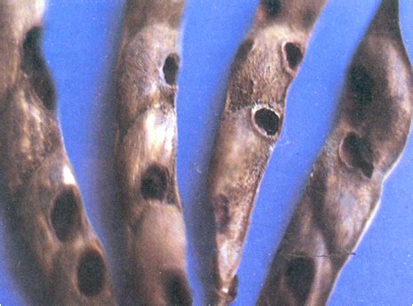 TNAU Agritech Portal :: Crop Protection