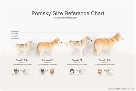 Dog Sizes Infographic Design - Timber Web Design