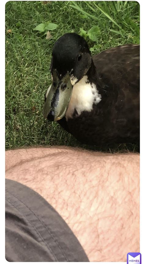 Black Swedish Duck Blue Swedish Duck Male | Chickens For Backyards