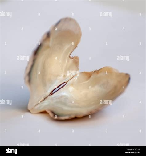 Clam Shell Pattern 的图像结果