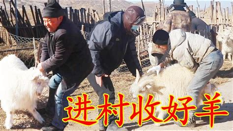 沧州特色羊肠子，沧州人的最爱，美味又管饱|肠子|沧州|羊肠_新浪新闻