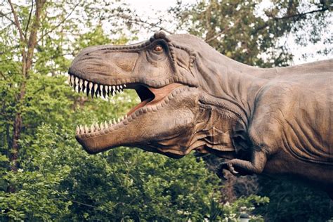 Image result for Dinosaur Using Computer Picture