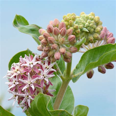 Showy Milkweed (Asclepias Speciosa): A Plant for Wildlife Gardens