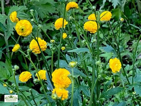 Ranunculus acris ‘Flore Pleno’ (Double Meadow Buttercup) | Wildwood ...
