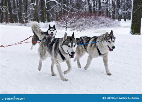 Three Husky Dogs Pulling Sled Stock Photo - Image of active, outdoors ...