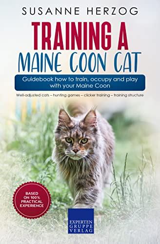 Training a Maine Coon Cat – Guidebook how to train, occupy and play ...